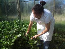 Growing ingredients locally