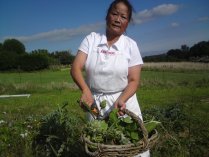 Growing ingredients locally